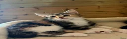 Domestic Shorthair cats for adoption: Riri - semi-long hair female 11 weeks old in Kingswinford - Advert 1