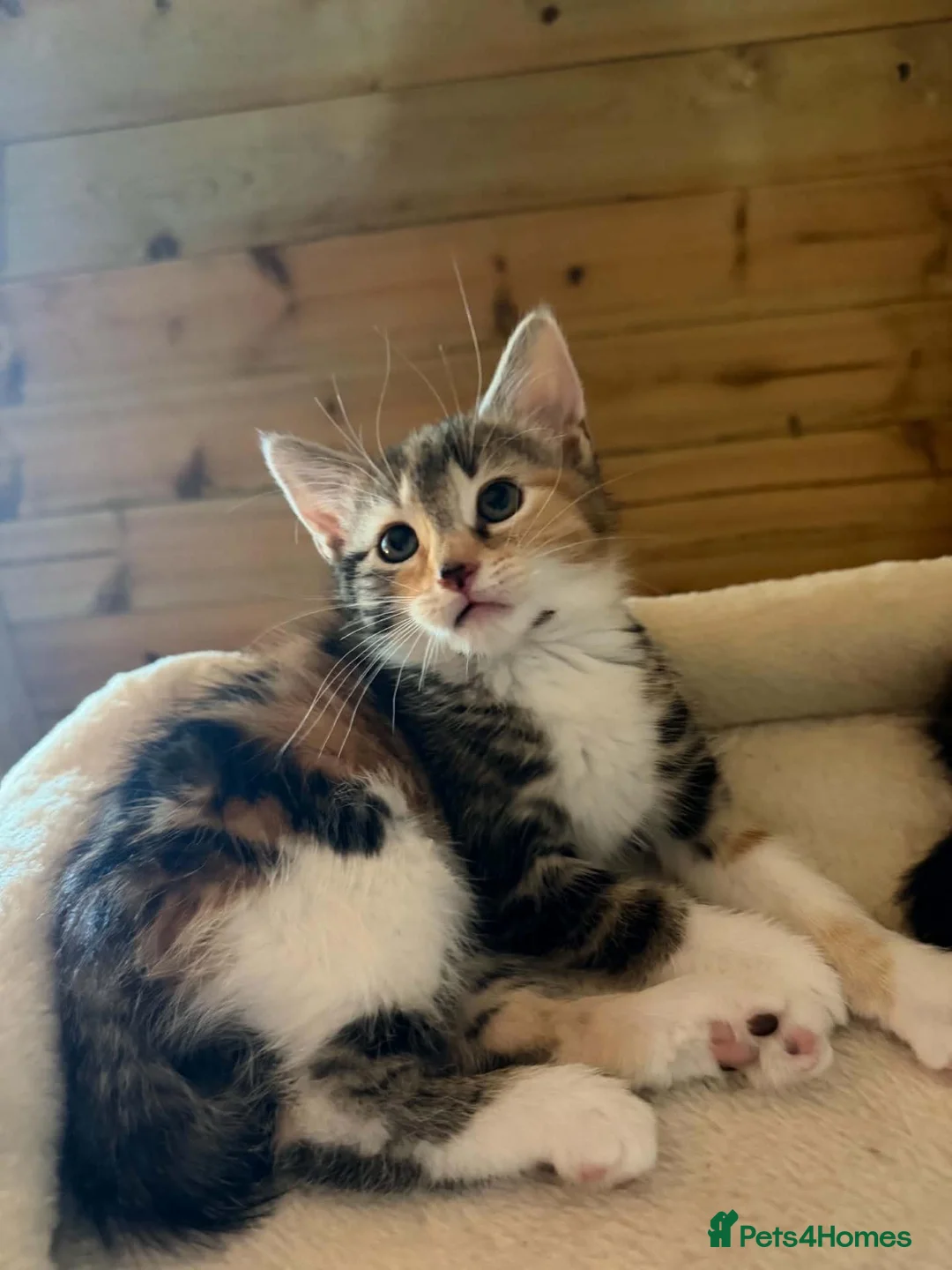 Domestic Shorthair cats for adoption: Riri - semi-long hair female 11 weeks old in Kingswinford - Advert 1