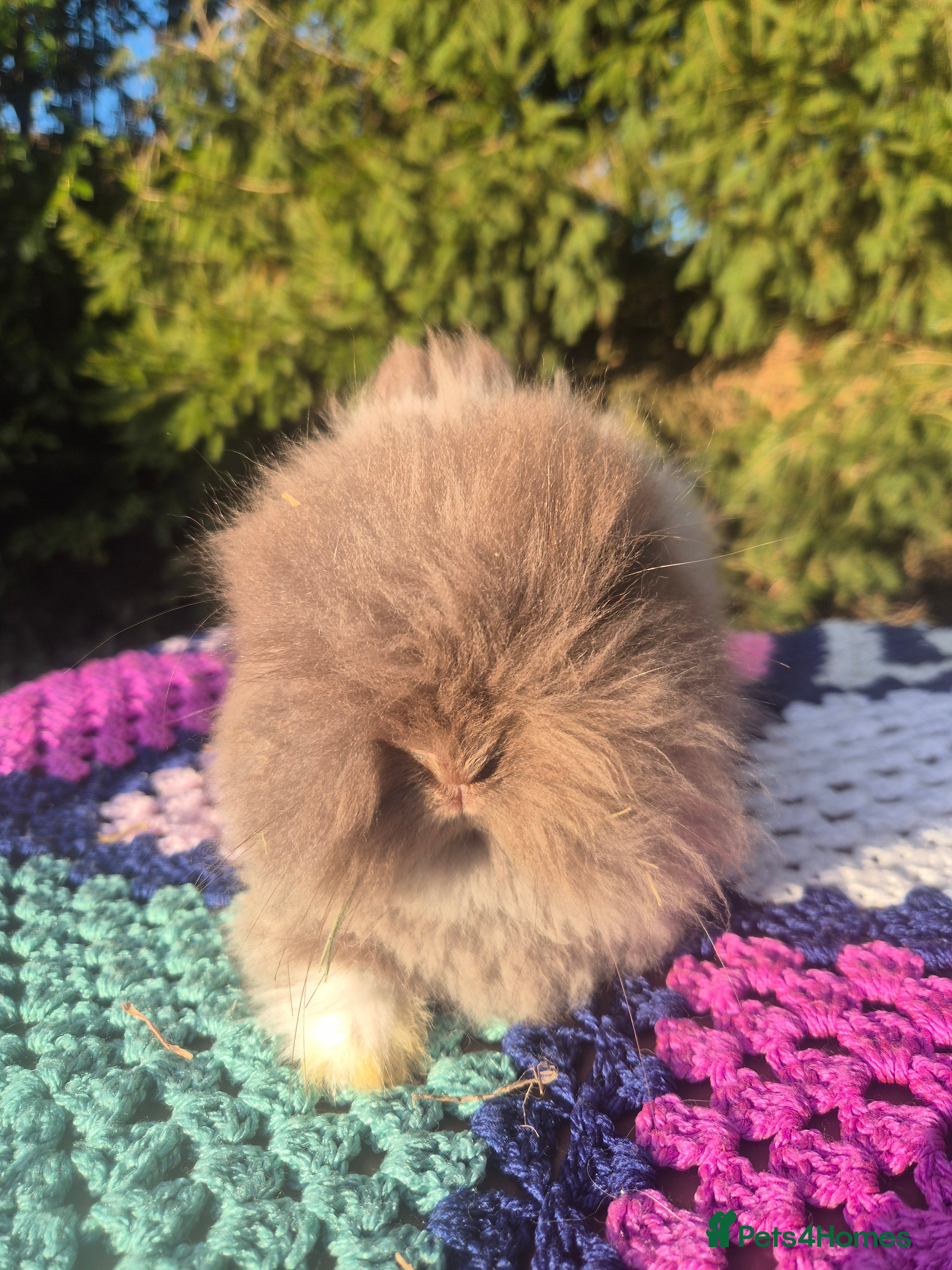 Angora rabbits 💙💗 Stunning Teddydwerg babies available💗 💙 - Advert 5