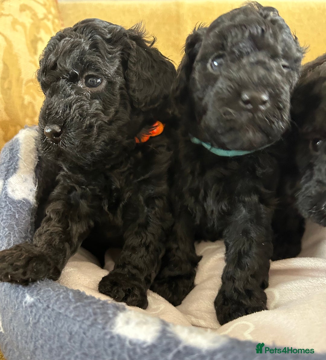 Miniature Poodle dogs for sale: Miniature Poodle Puppies  - Image 9
