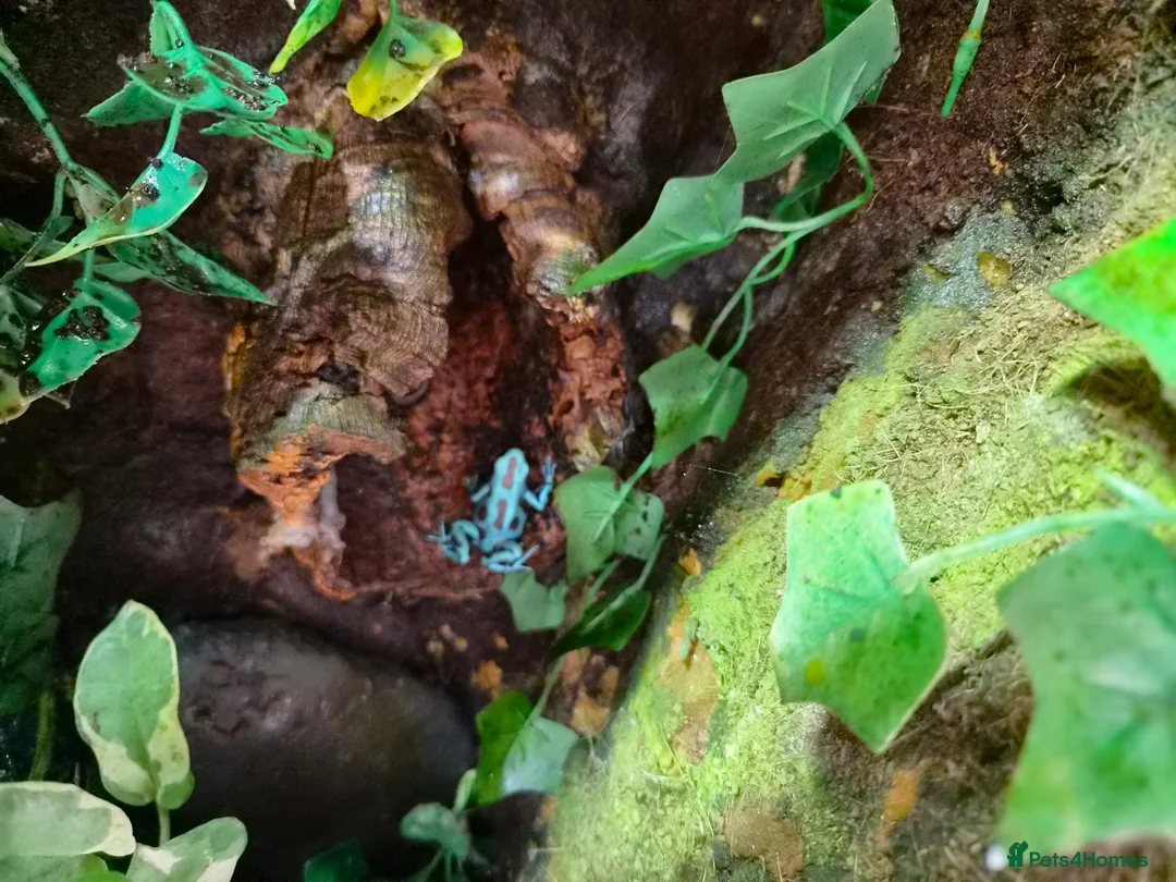 Mixed Breed reptiles for sale: Selling all our reptile collection - Advert 2