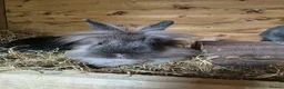 Mixed Breed rabbits for sale: Rabbits - Advert 16
