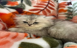 Scottish Fold cats for sale: Now Taking Reservations Scottish Straight  - Image 16