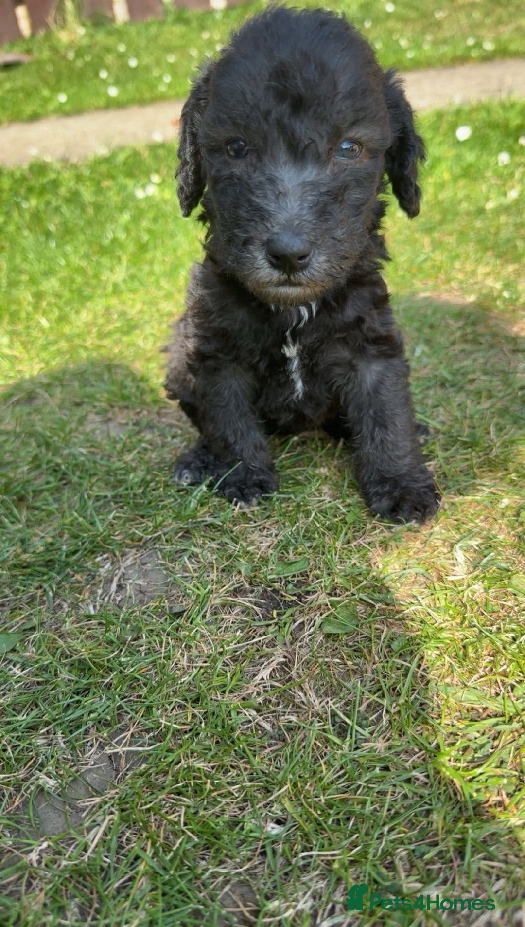 Bedlington Terrier dogs for stud: KC Registered Bedlington Terrier Stud in Ferryhill - Image 28