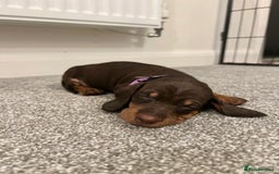 Dachshund dogs for sale: Miniature Dashunds  - Image 4