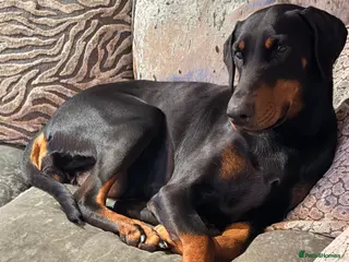 Dobermann dogs Doberman champion lines and health tested - Advert 1