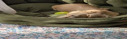 Miniature Dachshund dogs for sale: Stunning last Girl  - Advert 20