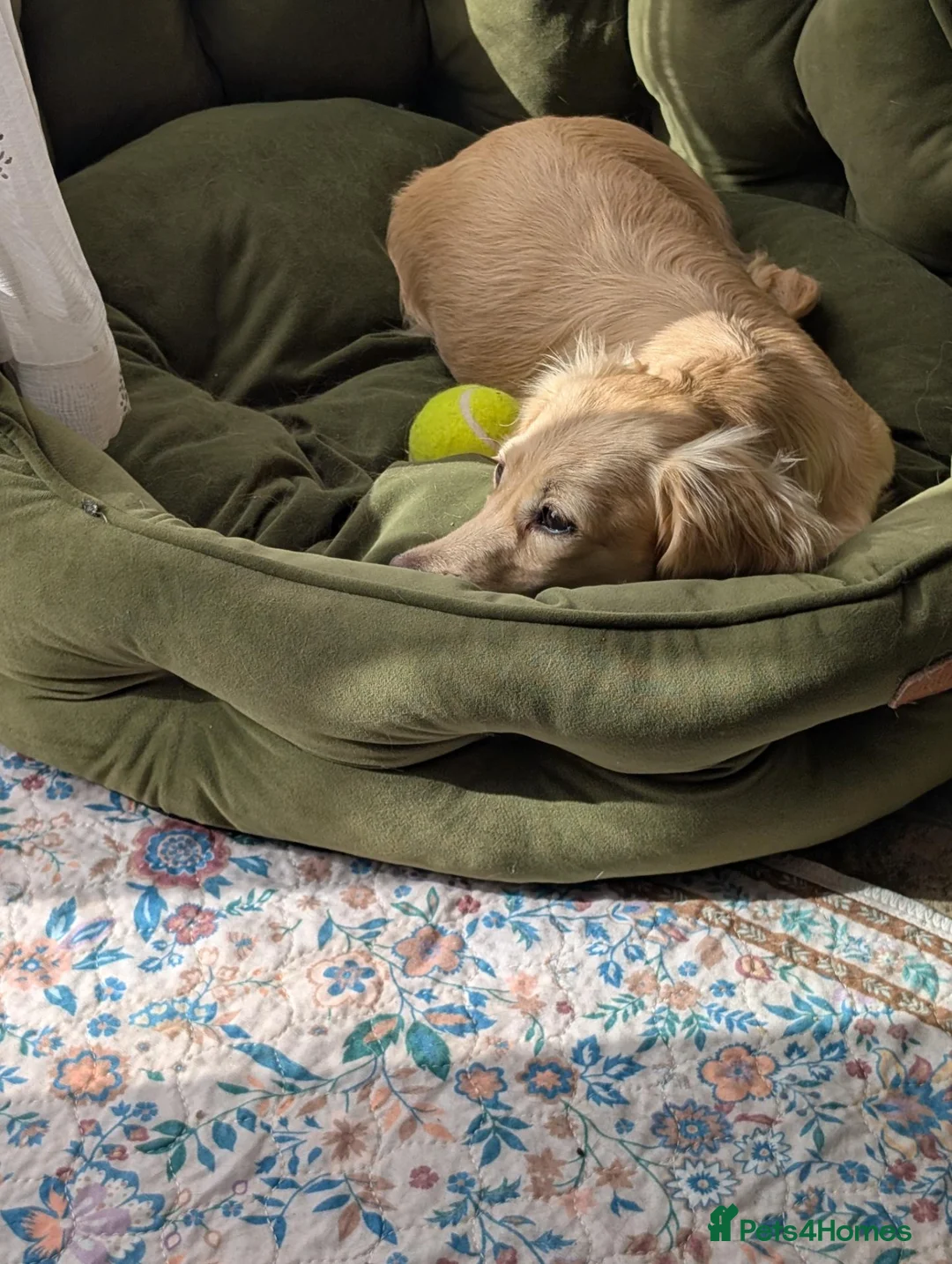 Miniature Dachshund dogs for sale: Stunning last Girl  - Advert 20