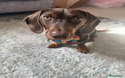 Miniature Dachshund dogs for sale: Male Miniature Dachshund  - Image 2