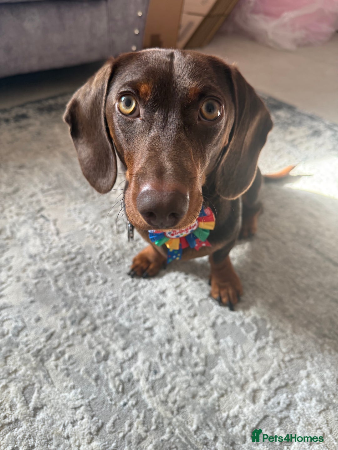 Miniature Dachshund dogs for sale: Male Miniature Dachshund  - Image 2