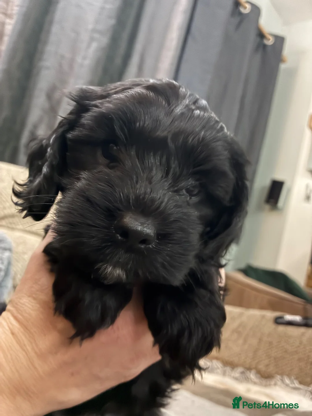 Cocker Spaniel dogs for sale: Last 2 Cocker Spaniel hybrid puppies  - Advert 5