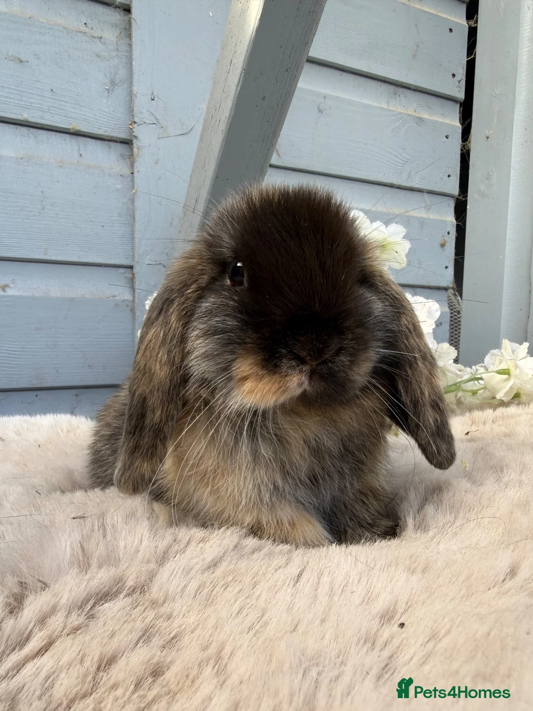 Mini Lop rabbits for sale: Stunning mini lop rabbits - Advert 2