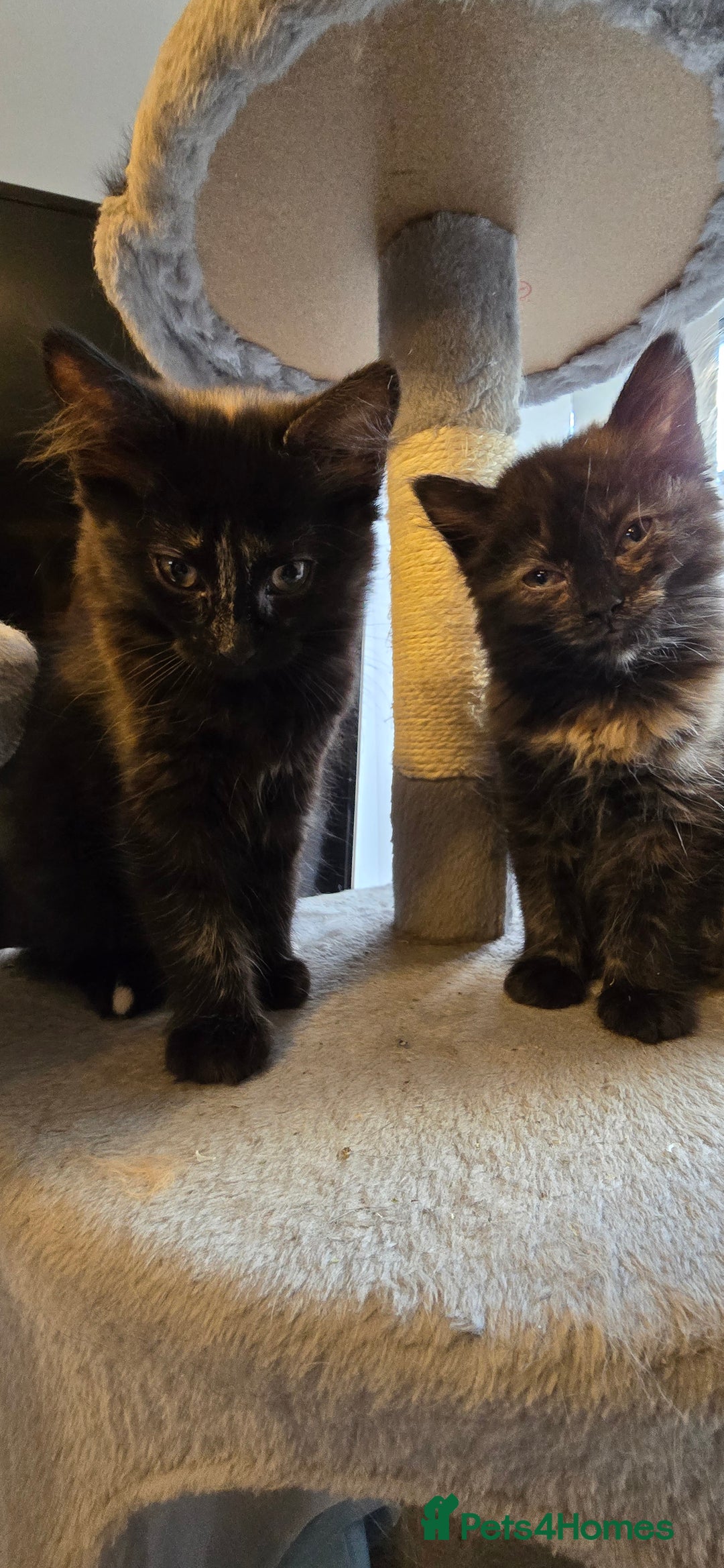 Scottish Fold cats for sale: Scottish fold kittens with straight ears - Advert 14