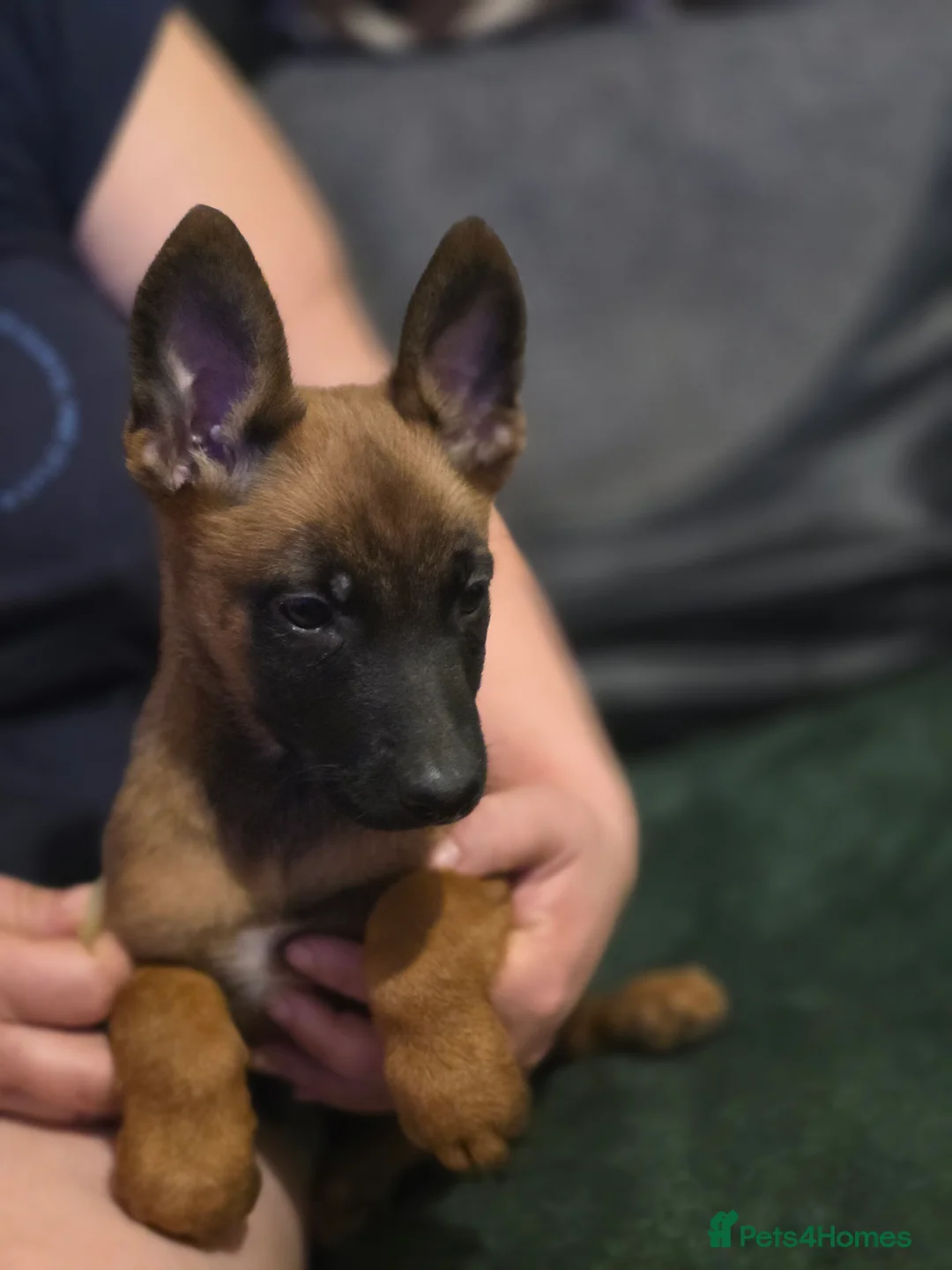 Belgian Shepherd Dog dogs for sale: Belgian Malinois Puppies- Ready for Loving Homes in Boston - Advert 2