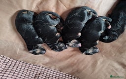 German Shepherd dogs for sale: Germany Shepherd pups - Image 4