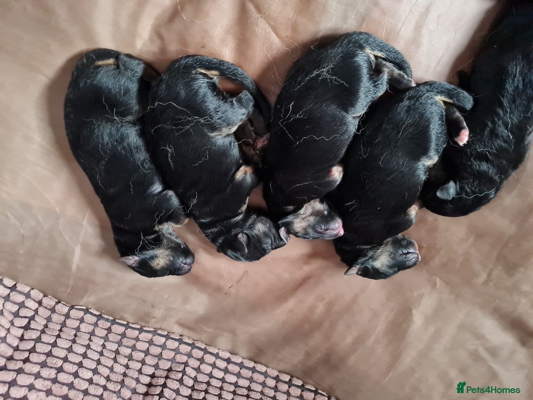 German Shepherd dogs for sale: Germany Shepherd pups - Image 4