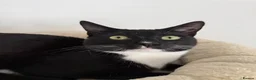 Mixed Breed cats for sale: The Best Boy Kabal - Advert 4