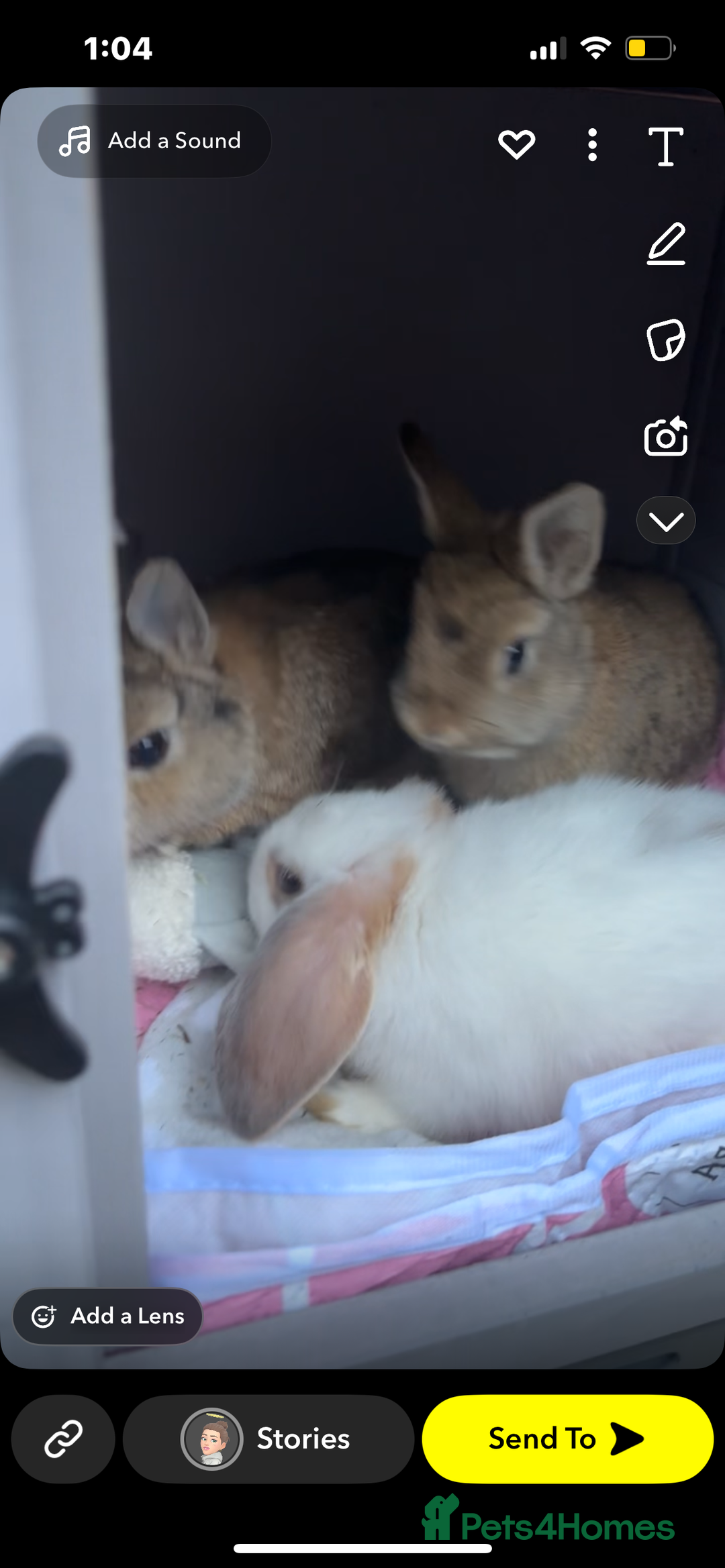 Netherland Dwarf rabbits for sale: Rabbits - Image 2