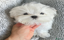 Maltese dogs for sale: Beautiful Korean Maltese puppies  - Image 4