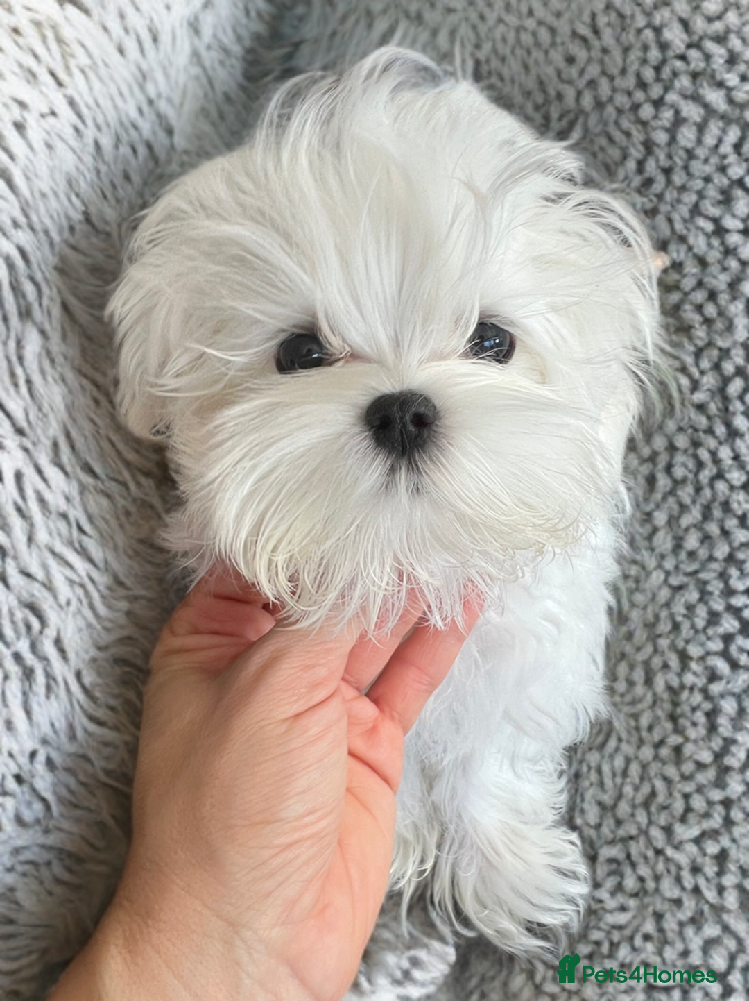 Maltese dogs for sale: Beautiful Korean Maltese puppies  - Image 4