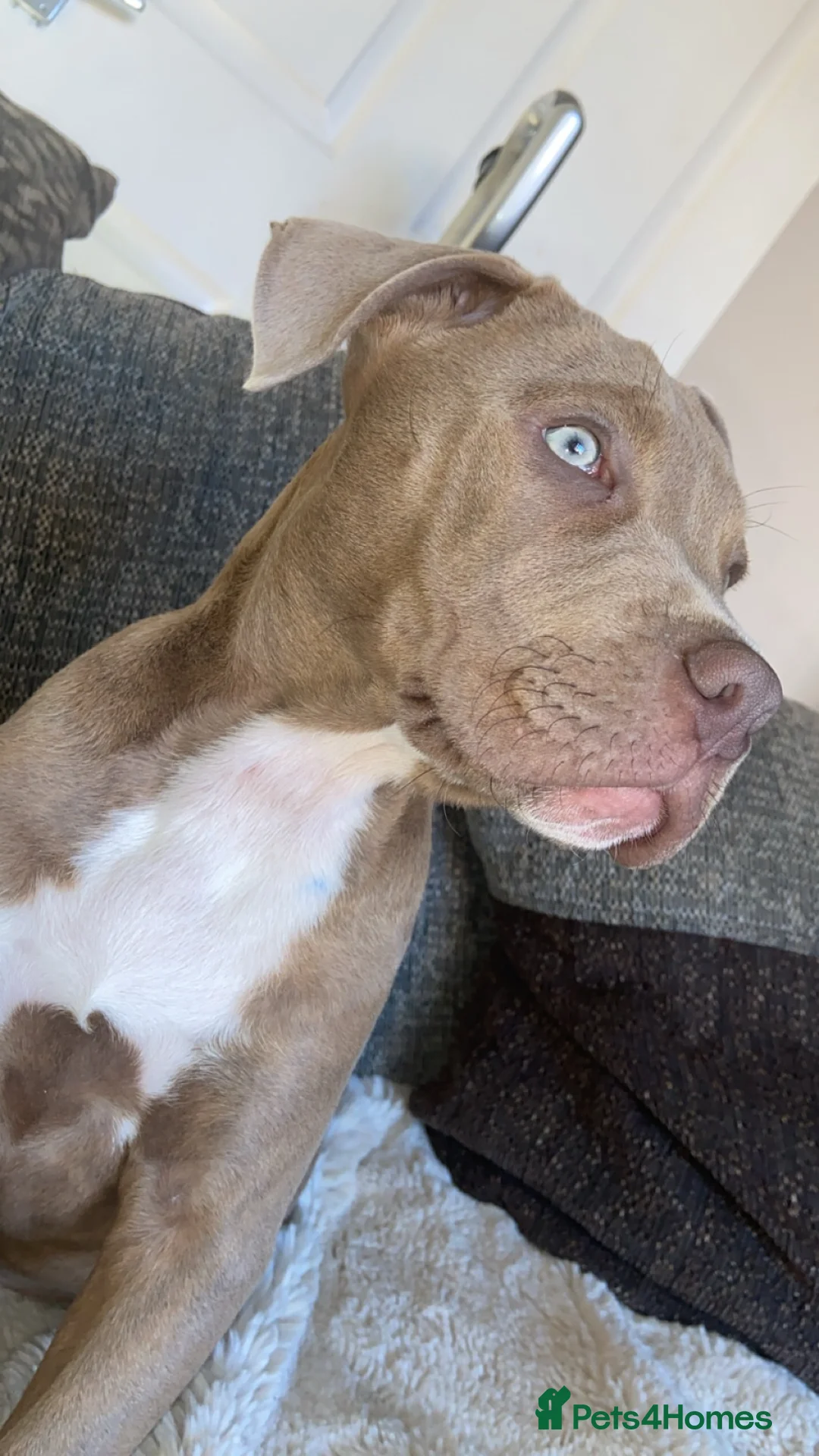 Mixed Breed dogs for sale: Staffy/lab puppy in Bishop Auckland - Advert 2