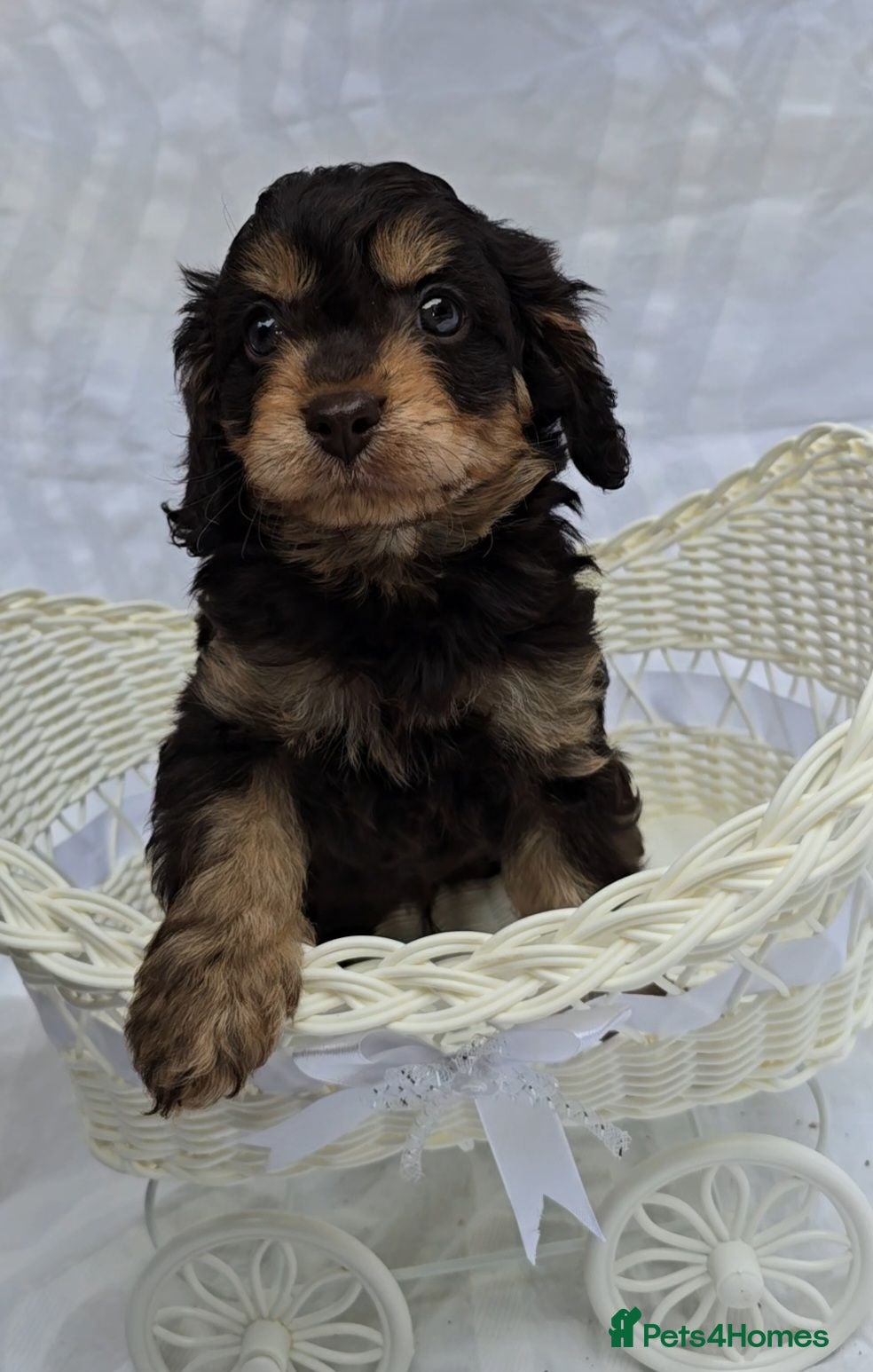 Cavapoo dogs F1 dark Chocolate/Tan Mini Cavapoo puppies  - Advert 17