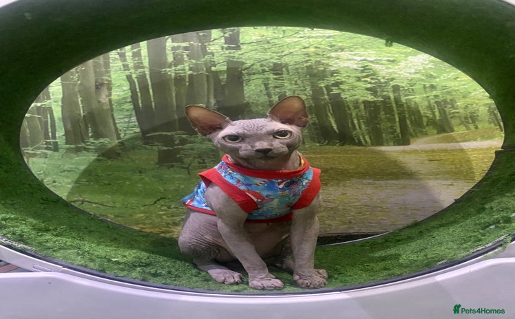 Sphynx cats - Advert 2