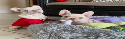 French Bulldog dogs for sale: FRENCH BULLDOGS, MERLE, ROJO, ISABELLA NEWSHADE. - Advert 28