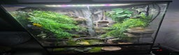 Gecko reptiles for sale: 45x45x90 Exo Terra Terrarium with 2 Crested Geckos - Advert 1