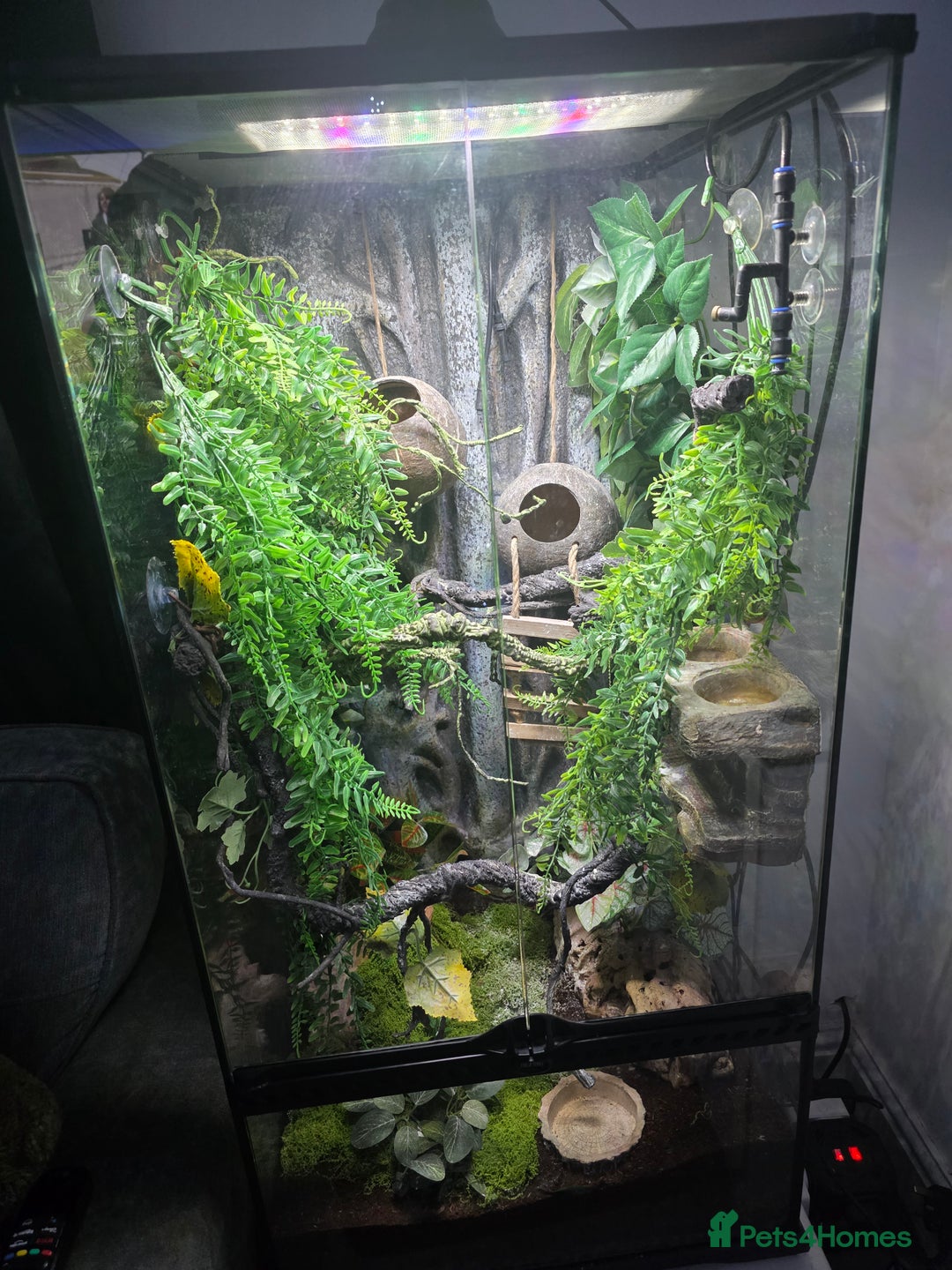 Gecko reptiles for sale: 45x45x90 Exo Terra Terrarium with 2 Crested Geckos - Advert 1