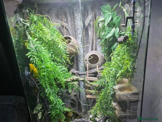 Gecko reptiles 45x45x90 Exo Terra Terrarium with 2 Crested Geckos - Advert 1