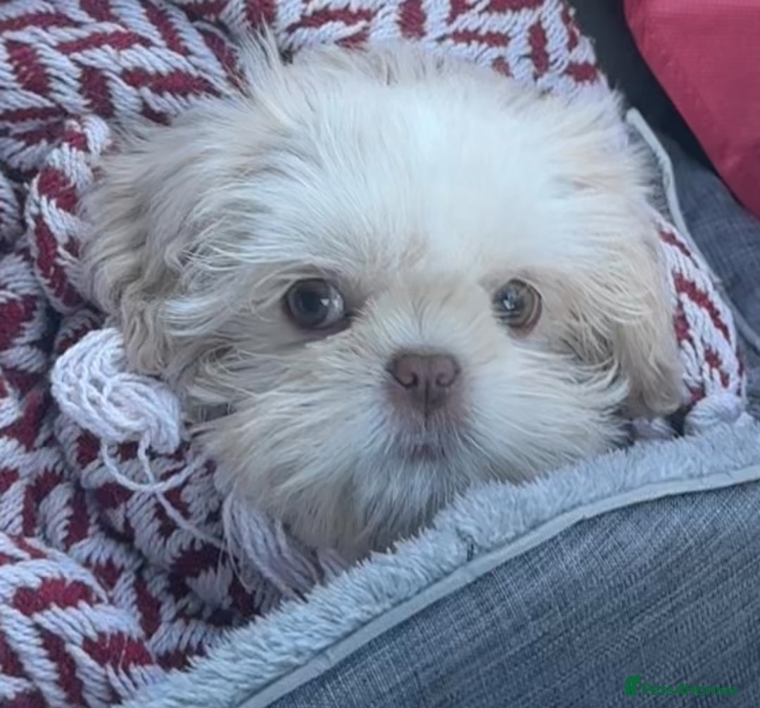 Shih Tzu dogs for sale: Lavender White Imperial Shih Tzu Puppies - Advert 22