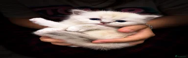 Ragdoll 2