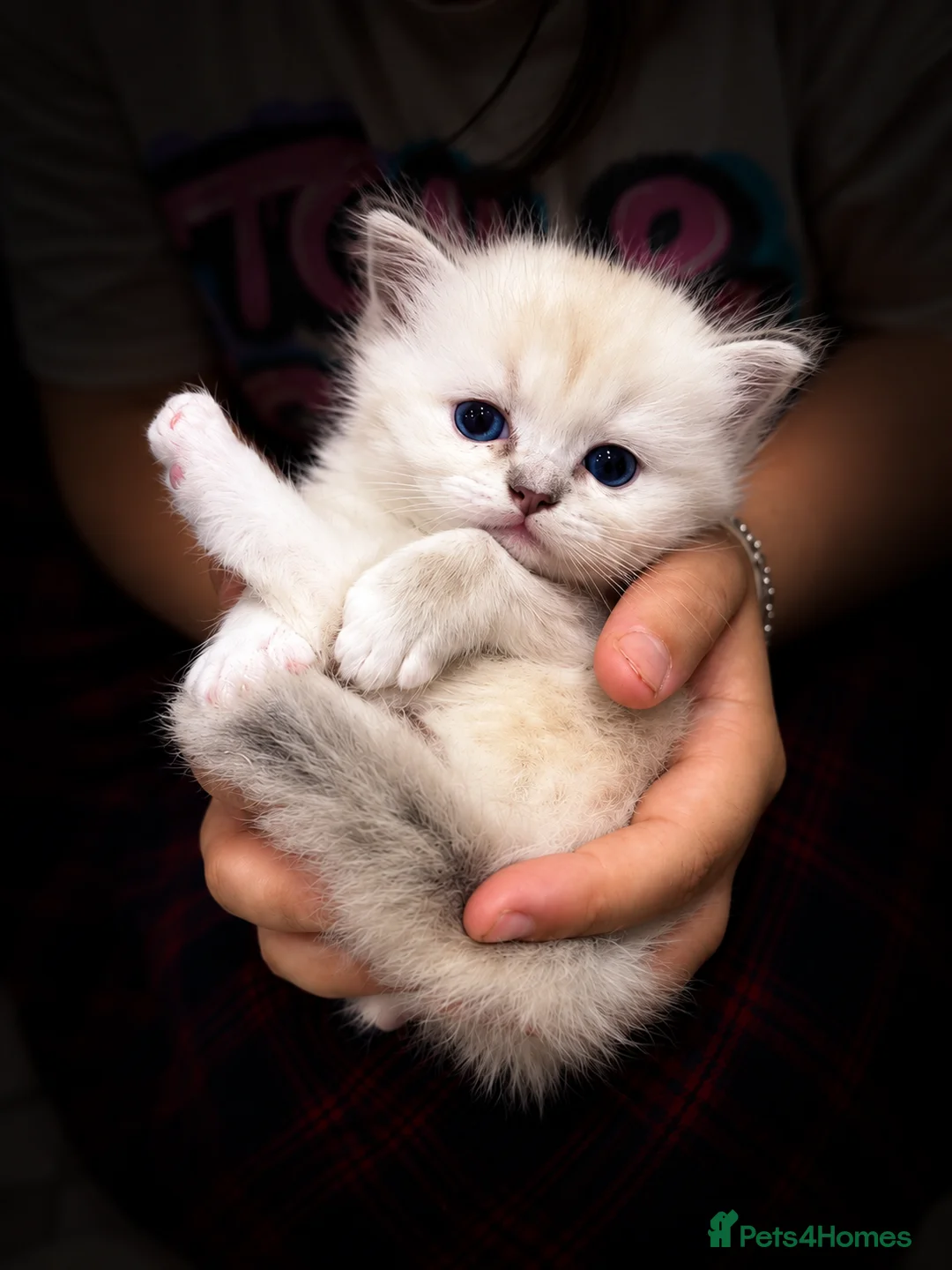 Ragdoll cats for sale:  Beautiful Ragdoll Kittens in Carshalton - Advert 2