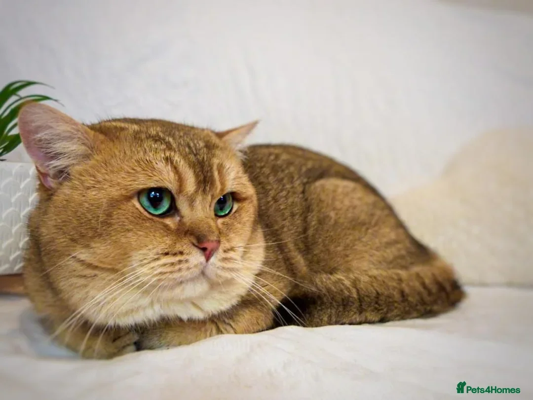British Shorthair cats for sale: BSH BLUE AND BSH GOLD KITTENS Ready now! - Image 2