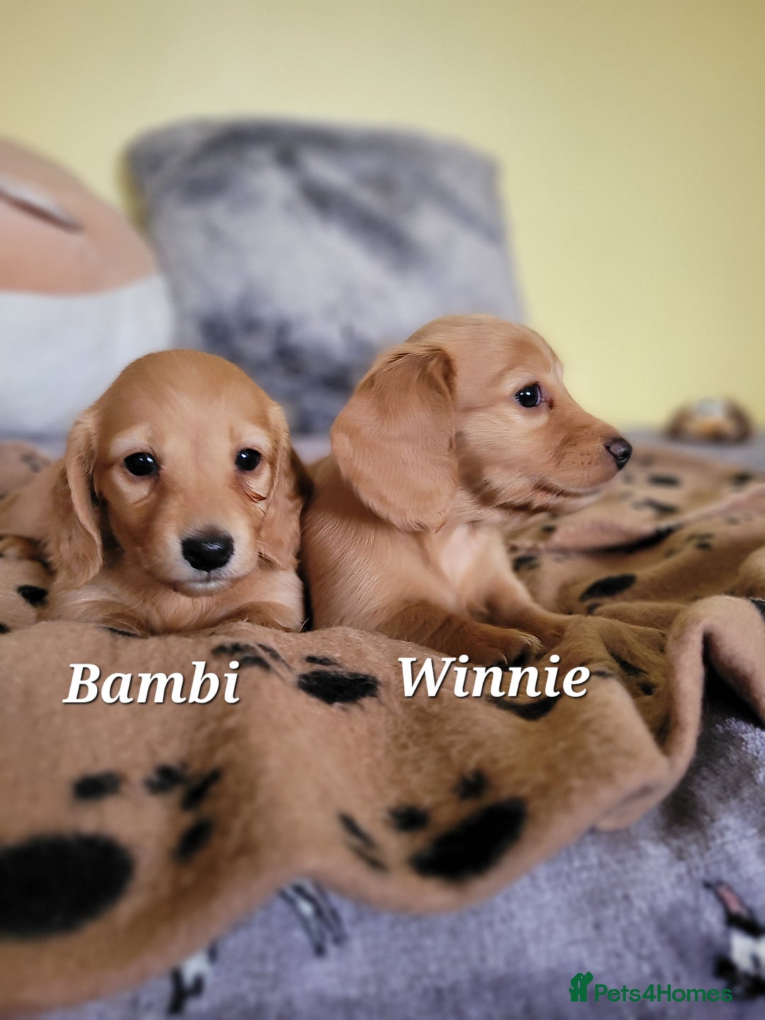 Dachshund dogs for sale: Long Haired KC Miniature Dachshund - Advert 17