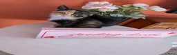 Mixed Breed cats for sale: Beautiful fluffy kittens for sale  - Advert 1