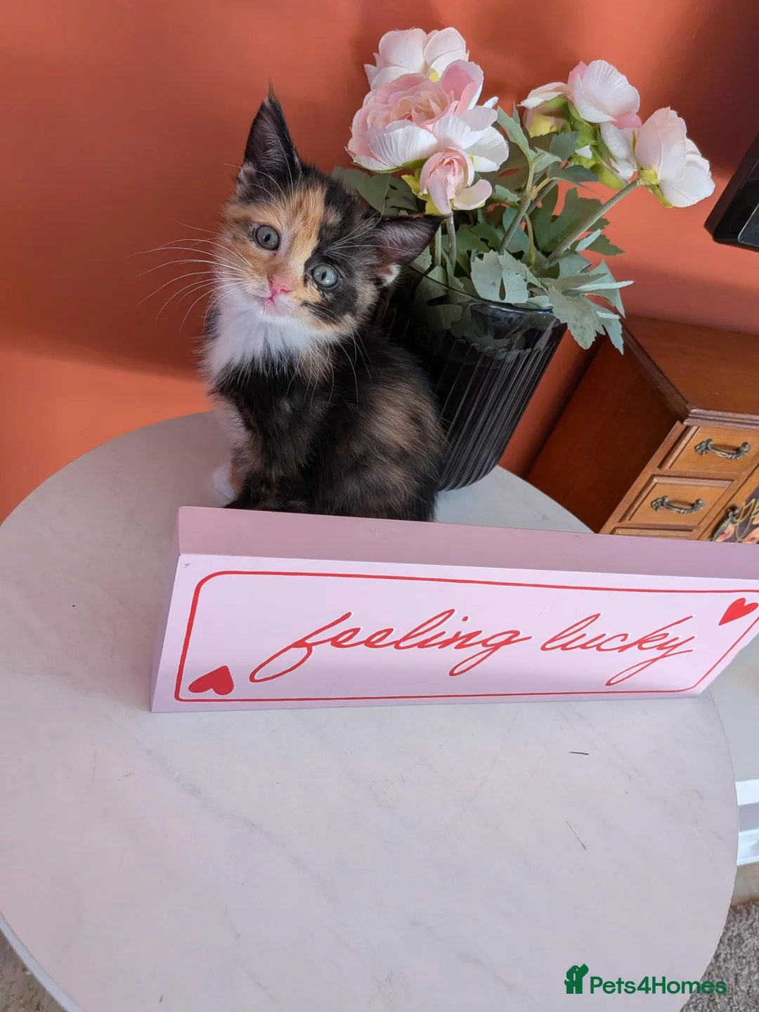 Mixed Breed cats for sale: Beautiful fluffy kittens for sale  - Advert 1