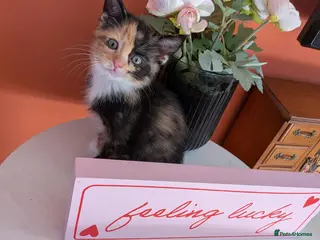 Mixed Breed cats Beautiful fluffy kittens for sale - Advert 4