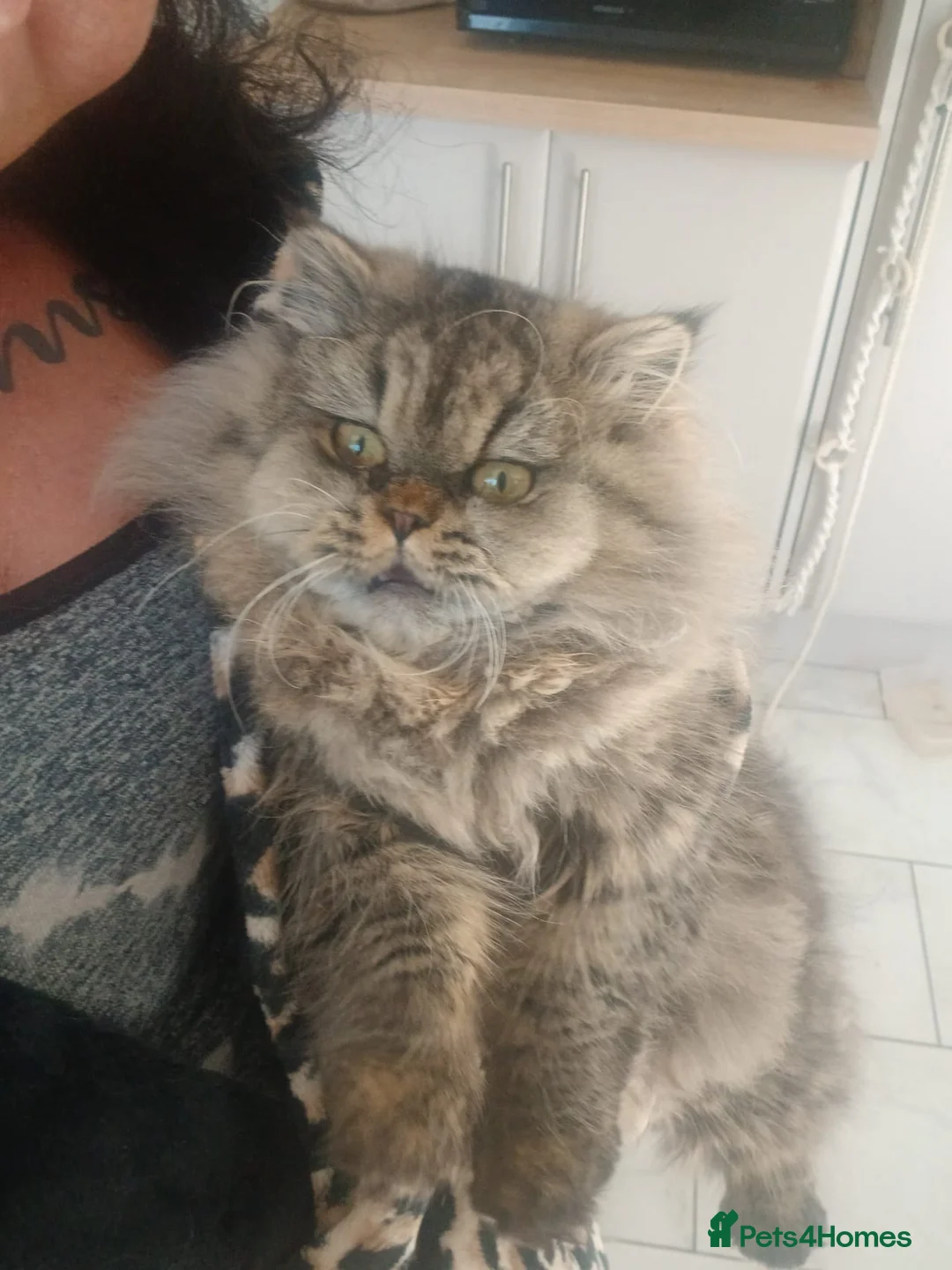 British Longhair cats for sale: Beautiful British Long haired girl - Advert 2