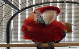Macaws birds for sale: BABY MALE SCARLET MACAW WITH CITIES AND DNA PAPERS - Image 4