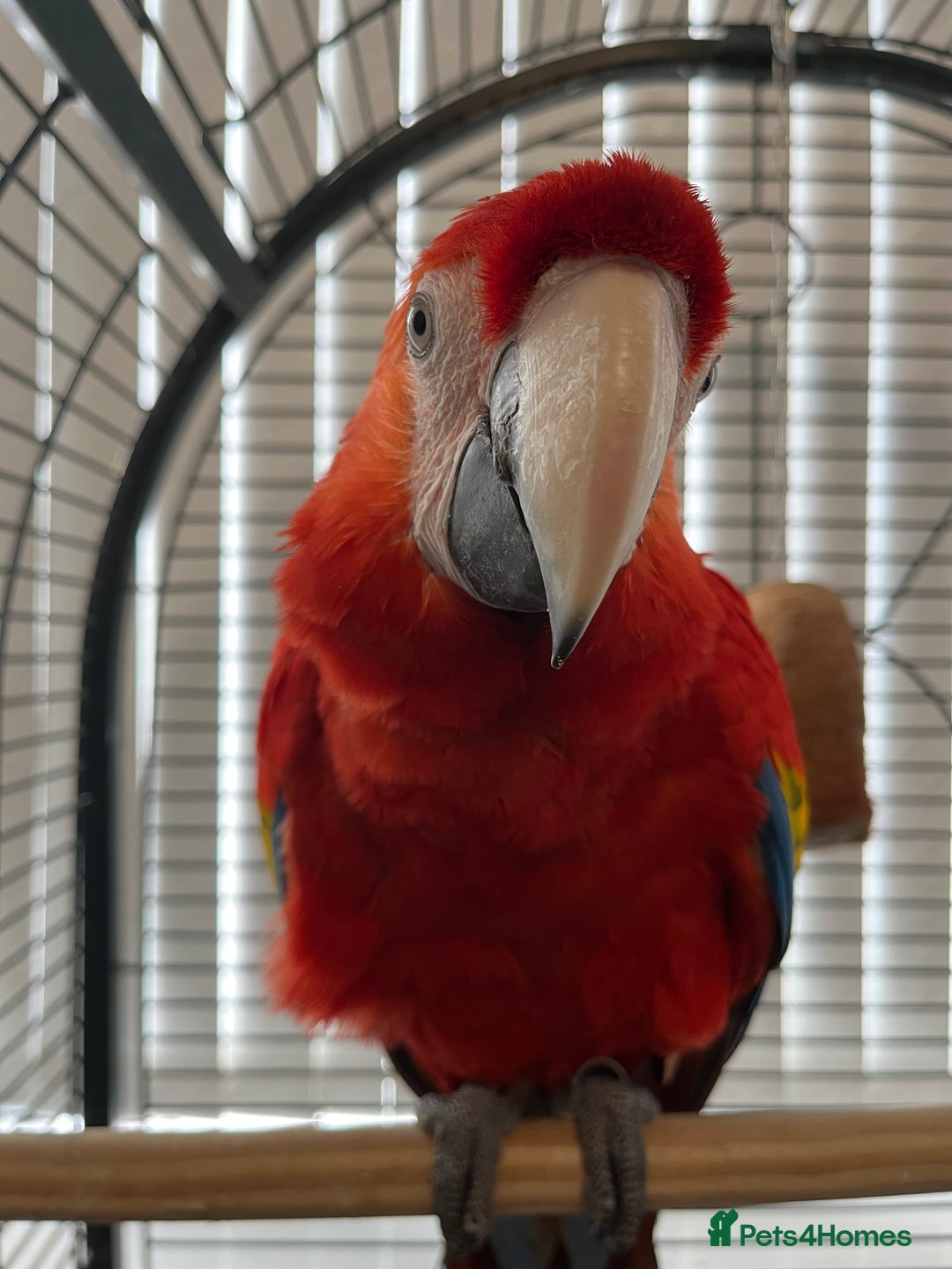 Macaws birds for sale: BABY MALE SCARLET MACAW WITH CITIES AND DNA PAPERS - Image 4