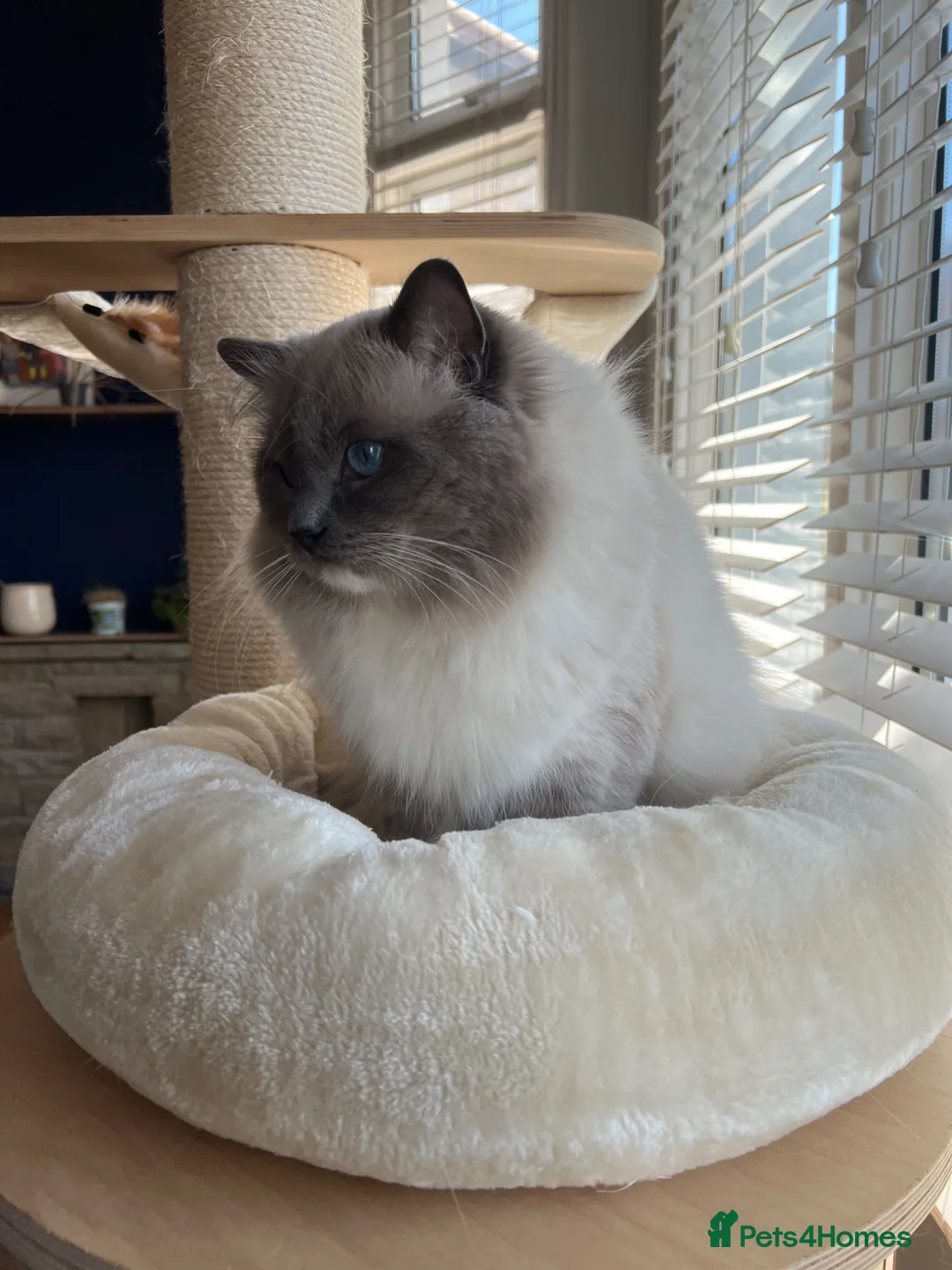 Ragdoll cats for sale: Outstanding reg female bicolour ragdoll kitten  in London - Advert 20