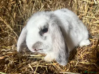 Mini Lop rabbits Lovely Baby Mini Lops - Advert 4