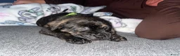 Mixed Breed dogs for sale: Blue American staffies - Advert 21