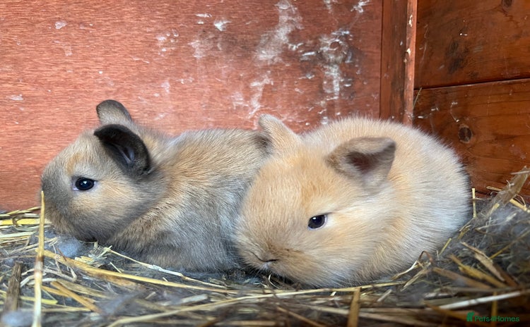 Mini Lion Lop rabbits - Advert 5