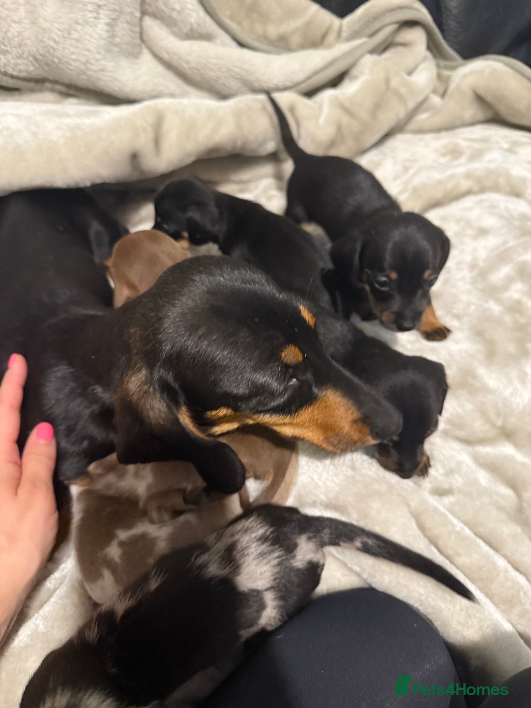 Miniature Dachshund dogs for sale: 🐾 Stunning Miniature Dachshund Puppies - Image 4
