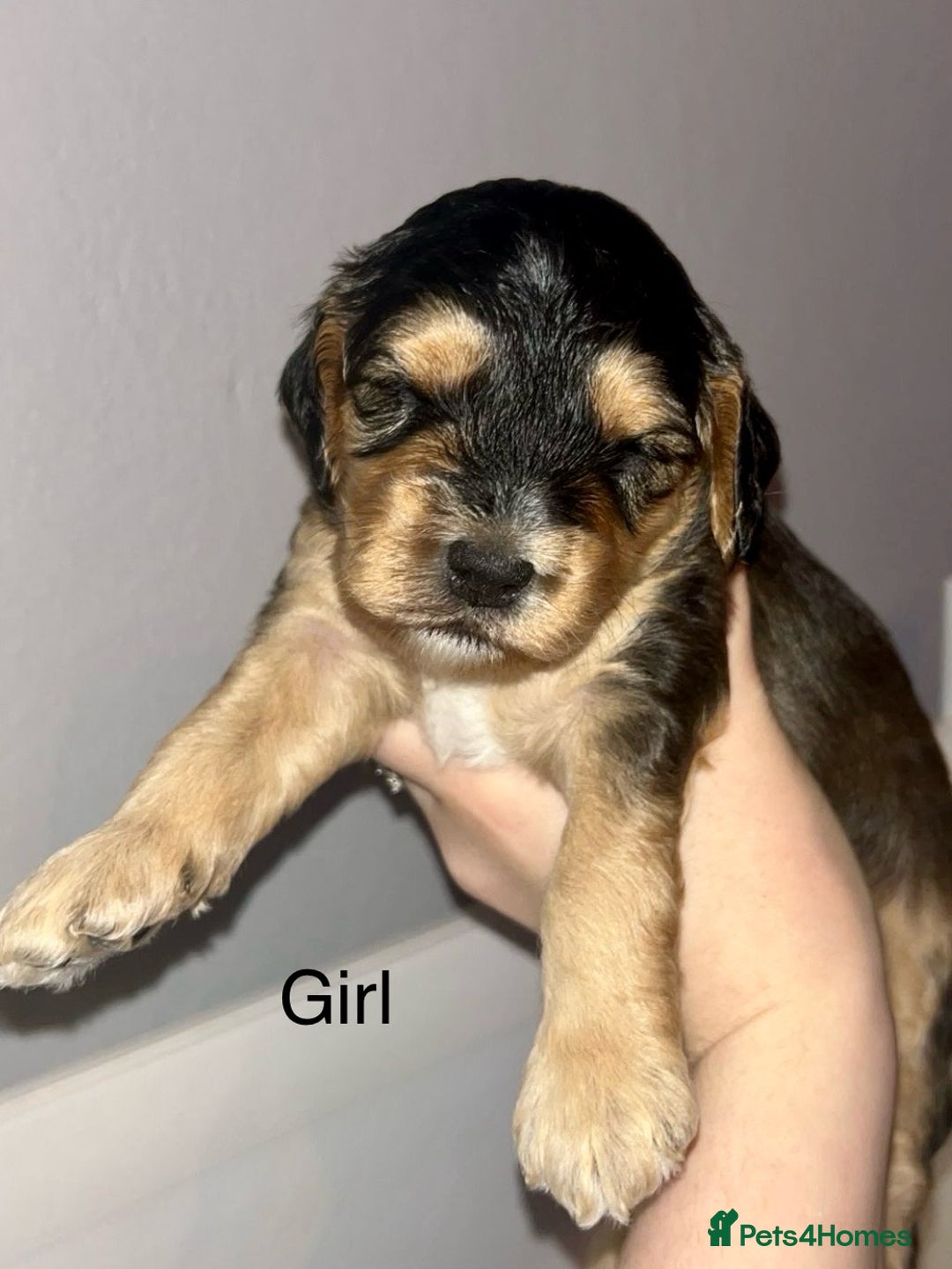 Cockapoo dogs for sale: STUNNING PHANTOM PUPS EXTENSIVE DNA TESTED  - Image 4
