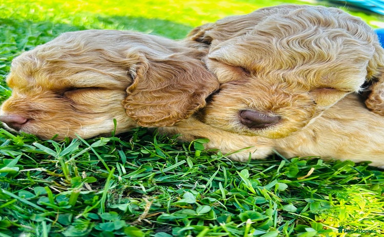 Cockapoo dogs - Advert 9