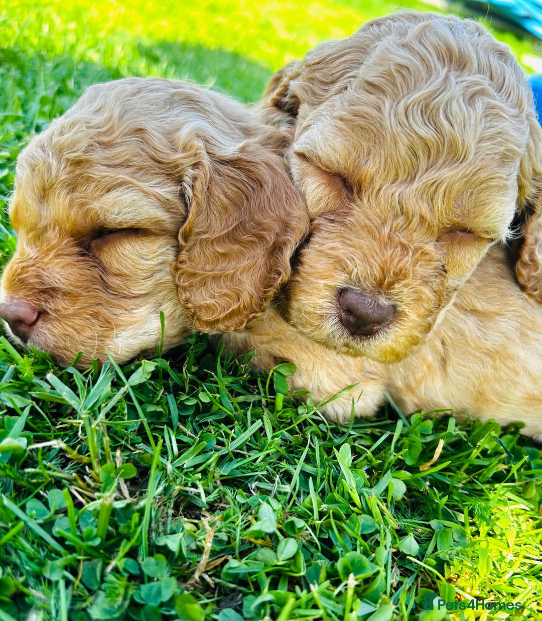 Cockapoo dogs for sale: 6 beautiful champagne and gold 🐶  - Image 1